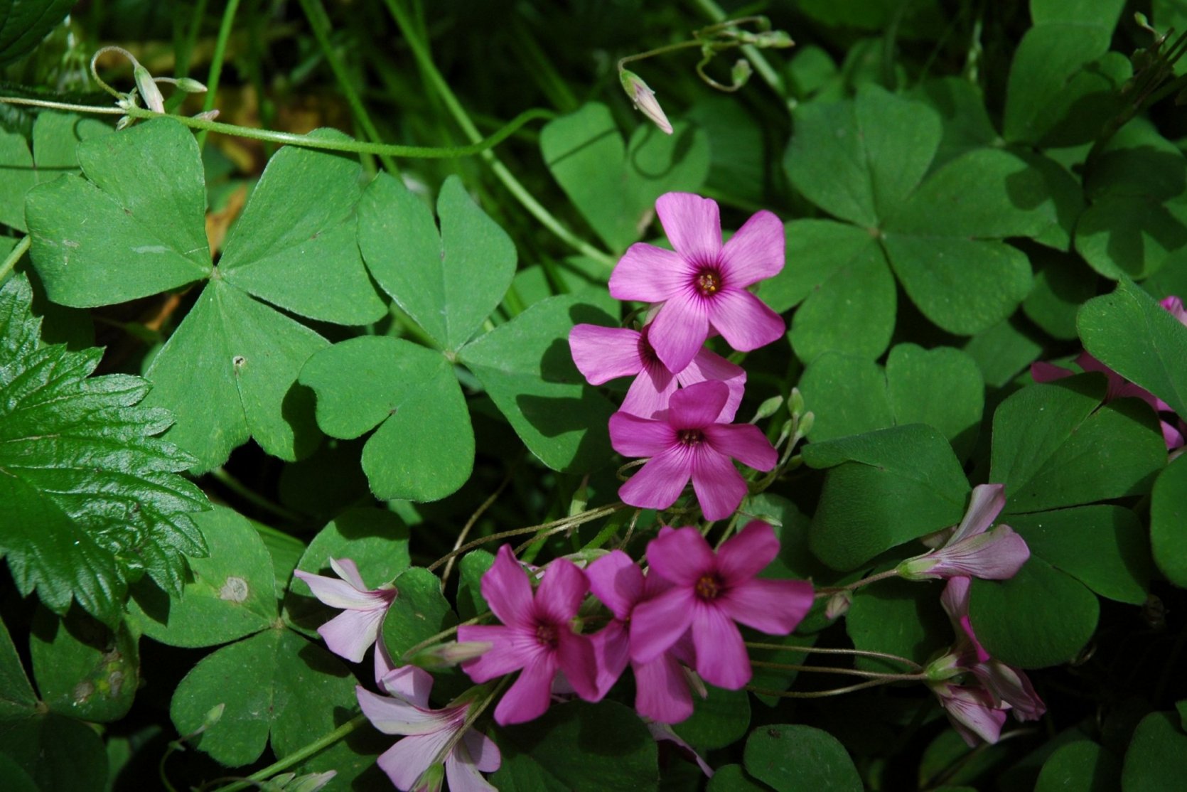 Acetosella - Oxalis sp.